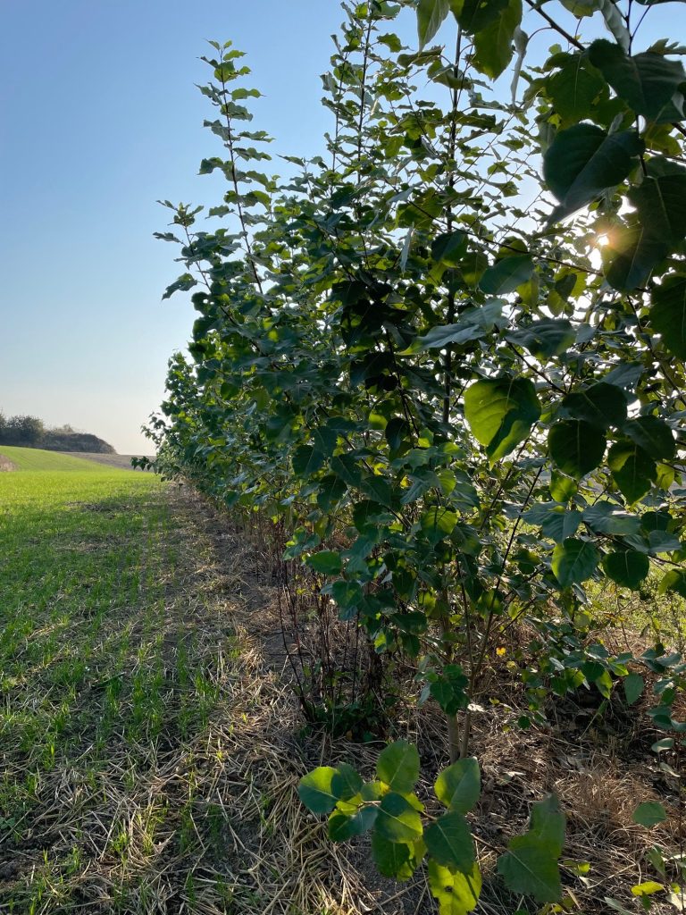 Agroforst mit Pappeln